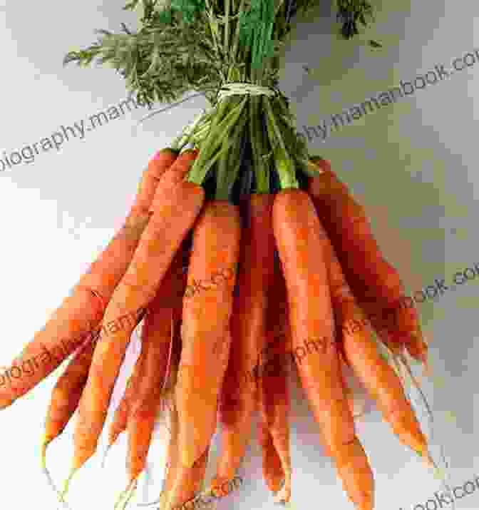 A Bunch Of Fresh, Orange Carrots Healing Cancer: With Carrots Celery And Spices