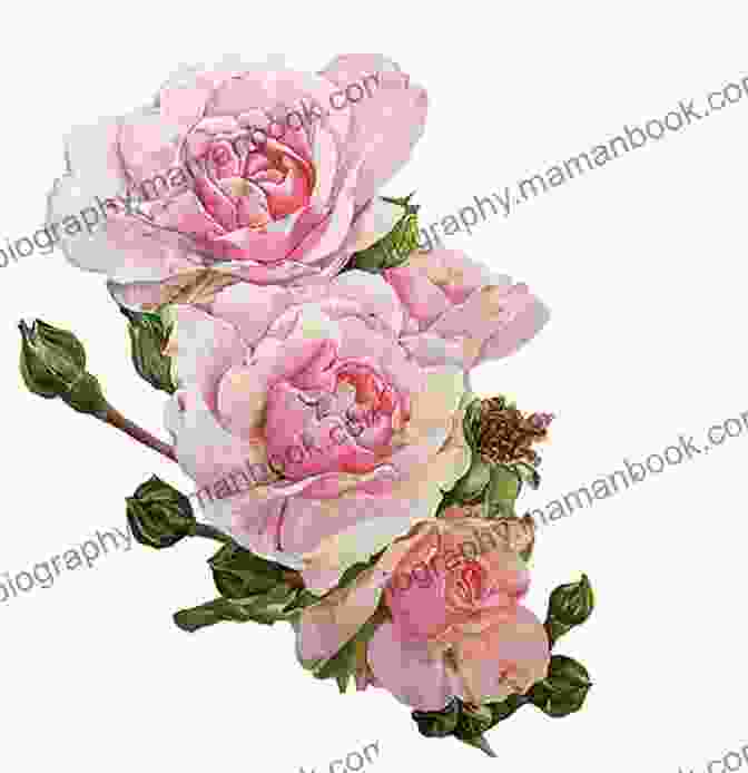 A Detailed Watercolor Painting Of A Bouquet Of Pink And White Roses By Sarah Waldock. Shades Of Nature Sarah Waldock