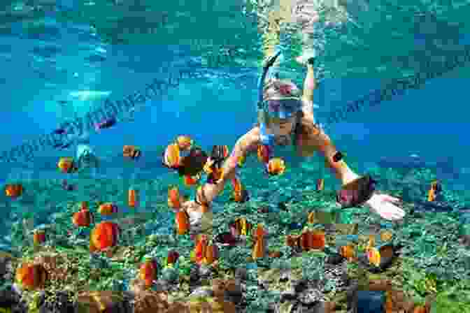 Image Of A Group Of People Snorkeling And Observing Colorful Marine Life COASTAL CONSPIRACY: Coastal Adventure Number 1