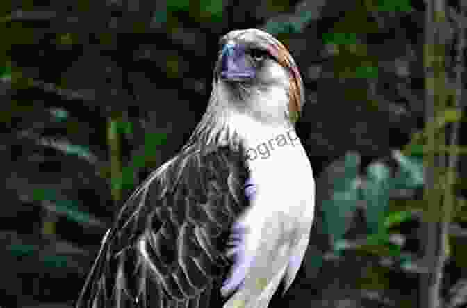 Mount Apo Eagle, A Majestic Bird Of Prey Endemic To The Philippines And Known For Its Strength And Courage PHILIPPINE FOLKLORE STORIES 14 Children S Stories From The Philippines