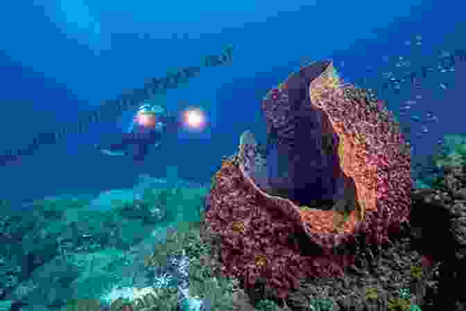 Tubbataha Reefs, A UNESCO World Heritage Site Known For Its Rich Marine Biodiversity PHILIPPINE FOLKLORE STORIES 14 Children S Stories From The Philippines